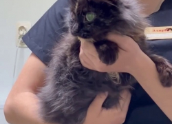 «Она не хочет умирать»: от собачьих зубов спасли кошку в Волгограде