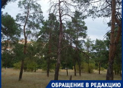 Сосновый бор засыхает в Волгограде из-за вредителя