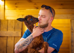 Первая альпака родилась в Волгограде