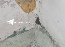 Нашествие блох объяснили в центре Волгограда