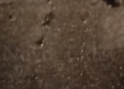 Сотни лягушек замечены на дороге под Волгоградом - видео