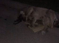 «Лежала в луже крови»: волгоградцы сообщили об избитой насмерть собаке 