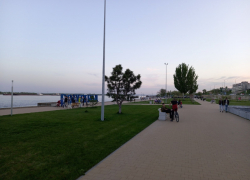 «Людям пришлось залезть в Волгу»: на центральной набережной стаи бездомных собак искусали волгоградцев