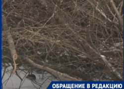 Ходят пешком: волгоградцы сняли на видео нашествие крыс
