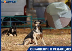Бродячая собака прокусила школьнику бедро под Волгоградом 