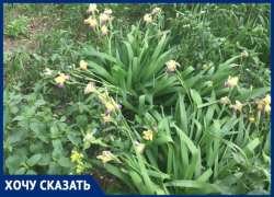 В центре Волгограда жильцы больше 40 лет благоустраивали двор: УК обрекла растения умирать 