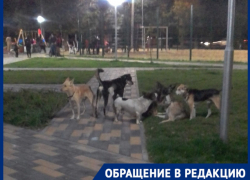 Стая бродячих собак распугала детей в новом парке Волжского