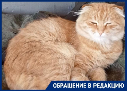 Бездомные псы загрызли домашнего кота в Волгограде: хозяйка винит зоозащитников