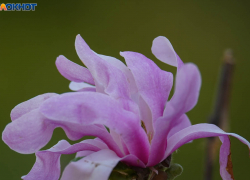 Облачно, давление и порывистый ветер: погода на 25 апреля в Волгограде