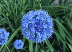 Волгоградцы могут лишиться миллиона рублей из-за голубого лука