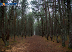 В лесопосадке на трассе в Волгоградской области найдены человеческие кости