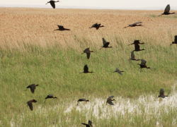Летающий хищник возвращается в Волгоградскую область из Индии