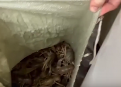 400 кг живых раков-нелегалов остановили на волгоградской трассе