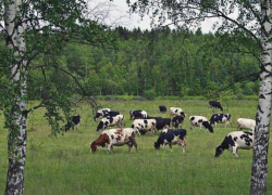 Больных коров с опасным молоком нашли под Волгоградом