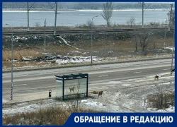 Волгоградка обвинила собак в порче сумки