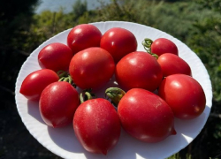  «Фу, страшные!»: дачница раскрыла уникальный секрет волгоградских помидоров