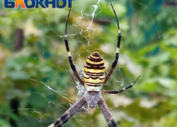 Больно кусающихся пауков обнаружили в Волгограде 