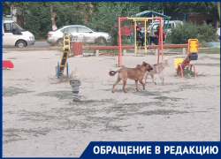 «Ребенок боится ходить в школу»: 13 бездомных собак держат в страхе волгоградские многоэтажки