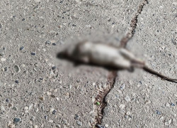 Полчища крыс поселились на юге Волгограда 