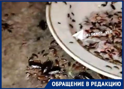 Жуткое нашествие тараканов на юге Волгограда попало на видео