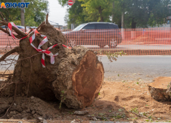 Волгоградец получил реальный срок за вырубку 50-летних вязов в парке 