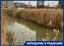 Состоянием озера с утками у ТРК «Парк Хаус» обеспокоен житель Волгограда