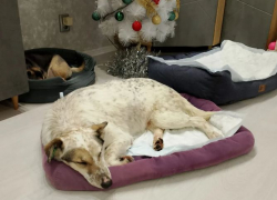 «В ужасе металась по улицам»: волгоградцы спасают покалечившуюся из-за фейерверков дворнягу по кличке Лиса