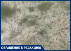 Полчища саранчи на полях Волгоградской области сняли на видео