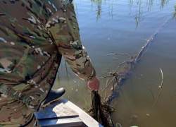 Две тонны полуживой рыбы нашли в брошенных сетях под Волгоградом 
