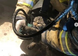 В Волгограде в горящей квартире спасли котёнка: фото и видео