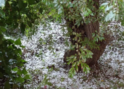 Огороды в Волгоградской области засыпало июньским градом 