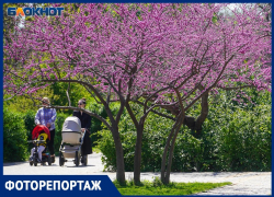 Околдованные весной волгоградцы ловят на фото красоту сирени и церциса