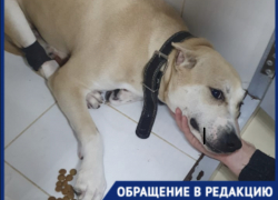 Домашний питомец бился в конвульсиях: волгоградец рассказал о найденном во дворе яде