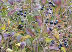 Черные ягоды с кустарников в ЦПКиО поедают волгоградцы