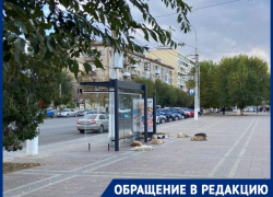 «Просто подбежали сзади и напали»: стая бездомных собак возле школы искусала волгоградца