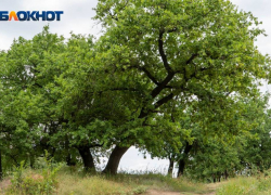 «Проинформирован губернатор»: Генпрокуратура сообщила Гринпис о незаконности стройки дороги в Волго-Ахтубинской пойме