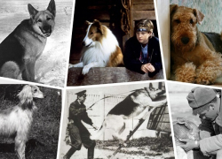 Какие породы собак были самыми популярными в советском Волгограде