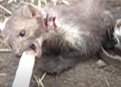 Под Волгоградом заражённая бешенством куница искусала мужчину