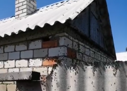 "Она сожрет все!": нашествие саранчи сняли на видео под Волгоградом