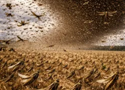 Прожорливость новой волны саранчи изучают под Волгоградом