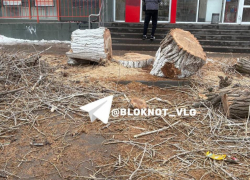 Причина массовой вырубки деревьев озвучена в Волгограде 