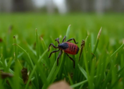 Клещи продолжают нападать на волгоградцев в сентябре