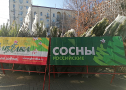 В Волгограде начали работу елочные базары: обзор цен