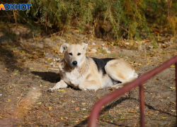 Рецидивист убил лопатой собаку под Волгоградом
