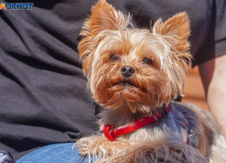 Масштабную сходку собачников устроят в Волгограде: "вечеринка" для 300 пушистых