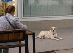 Роспотребнадзор потребовал отрегулировать число бездомных собак в Волгограде