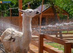 Мега-жара вернулась в Волгоградскую область после ледяного ливня