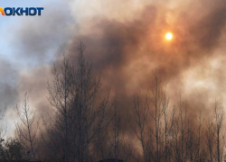 Сосновый лес горит под Волгоградом 