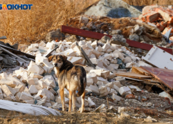 Признать экстремистами радикальных зоозащитников потребовали в России