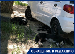 Стая собак чуть не растерзала ноги мне и моим детям у подъезда дома, - волгоградка 